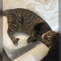 Thumbnail photo of Sierra napa #3