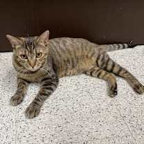 Thumbnail photo of Sierra napa #4