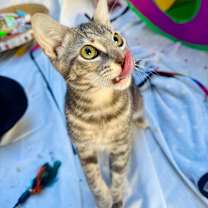 Thumbnail photo of Jennifer Juniper #2