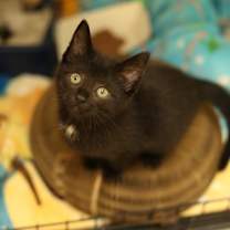 Thumbnail photo of Desiree #2