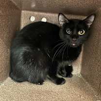 Thumbnail photo of Luna #1