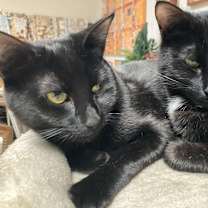 Thumbnail photo of Chili & Pepper #3