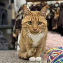 Thumbnail photo of Shasta #1