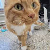 Thumbnail photo of Shasta #2