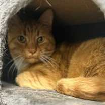 Thumbnail photo of Shasta #3