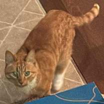 Thumbnail photo of Shasta #4