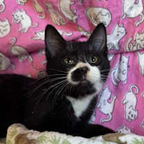 Thumbnail photo of Cranberry Sauce #2