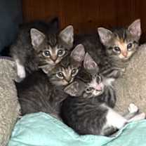 Thumbnail photo of Foster #2