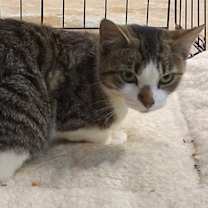 Thumbnail photo of Lola #3