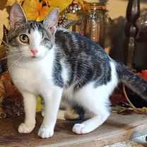 Thumbnail photo of KITTEN STARLING #2