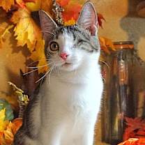 Thumbnail photo of KITTEN STARLING #4