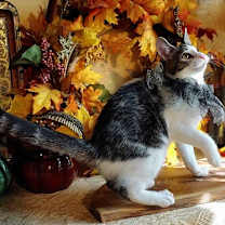 Thumbnail photo of KITTEN STARLING #3