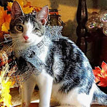 Thumbnail photo of KITTEN STARLING #1