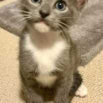 Thumbnail photo of Jagger #2