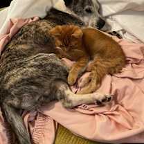 Thumbnail photo of Daddy Long Legs #3