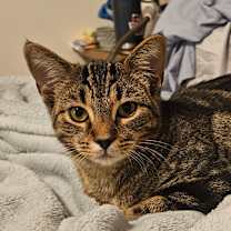 Thumbnail photo of Amaura #1