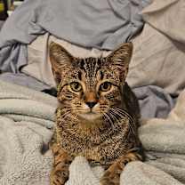 Thumbnail photo of Amaura #2