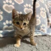 Thumbnail photo of Tilla  #3