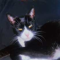 Thumbnail photo of Marley #1