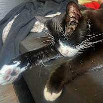 Thumbnail photo of Marley #2