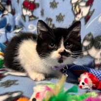 Thumbnail photo of Smudge #1