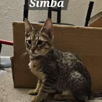 Thumbnail photo of Simba #1