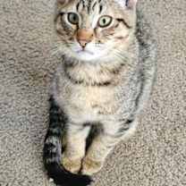 Thumbnail photo of Simba #2