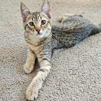 Thumbnail photo of Simba #3