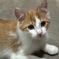 Thumbnail photo of Frank #2