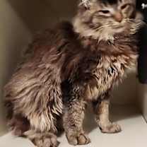 Thumbnail photo of Macy #1