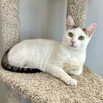 Thumbnail photo of Mimosa #1