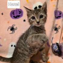 Thumbnail photo of Hazel #2