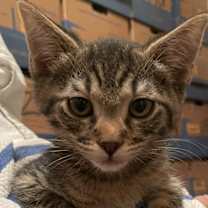 Thumbnail photo of Red Robin 31790-13 #1