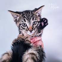 Thumbnail photo of Red Robin 31790-13 #4