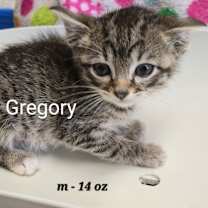 Thumbnail photo of Gregory #2