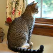 Thumbnail photo of Reed #4