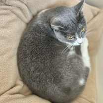 Thumbnail photo of Mister Ralph #2