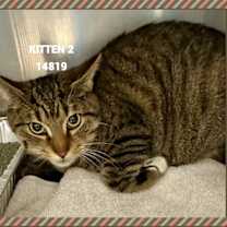 Thumbnail photo of KITTEN 2 #1