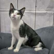 Thumbnail photo of Butterfinger #3