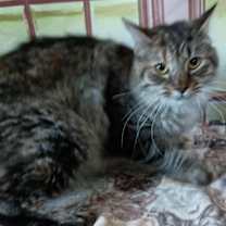 Thumbnail photo of Adele #2