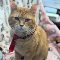 Thumbnail photo of Simba #2