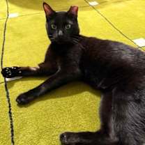 Thumbnail photo of Smurf's Friend Elmo #2