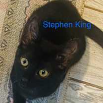Thumbnail photo of Stephen King #1