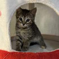 Thumbnail photo of Iris #1