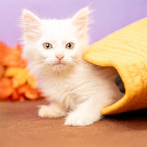 Thumbnail photo of Capri Sun #3