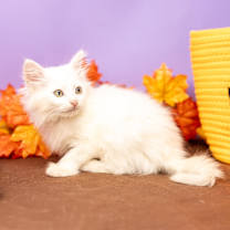 Thumbnail photo of Capri Sun #4