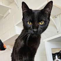 Thumbnail photo of Venmo #1