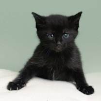 Thumbnail photo of Venmo #4