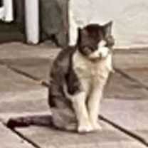 Thumbnail photo of West Haven 6 Toes #2