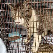 Thumbnail photo of West Haven 6 Toes #4